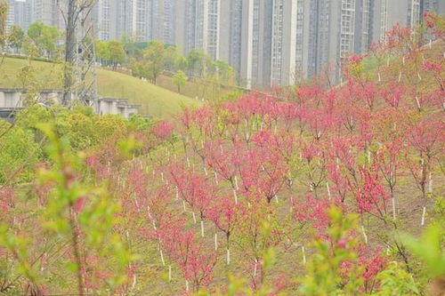 荒坡变花海 江北区1800余株碧桃绽放，精细化绿化扮靓城市角落