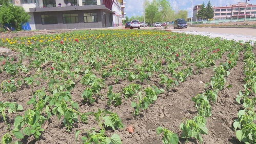 五大连池市绿化与亮化建设中心 精耕细作，持续推进城区绿化工作，提升城市生态颜值