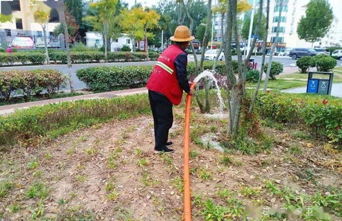 文明视角下的日照立冬 精细养护正当时，城市绿化焕新颜