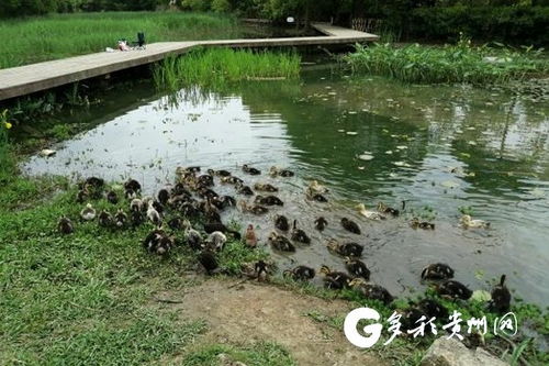 贵阳市城市绿化服务中心多措并举，打响福寿螺防治战