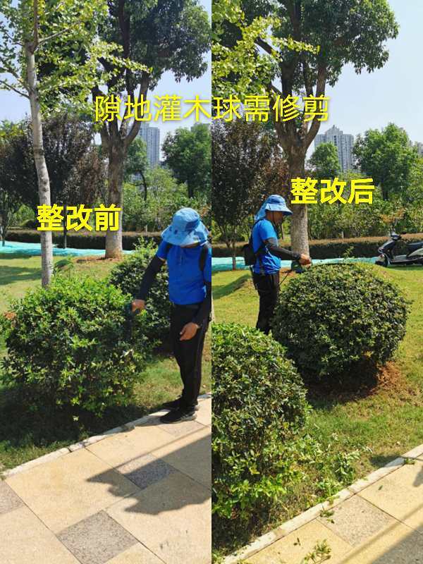 助力文明城市创建，园林绿化不停步——城市绿化管理新篇章