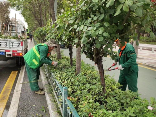 莲湖城管在行动 修剪绿化树木，美化城市环境