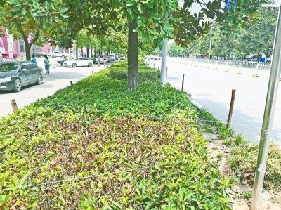 绿化带拉起铁丝网引路人担忧 城市绿化管理需平衡安全与温情