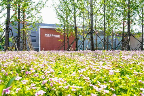 转角遇到美 新洲区五一假期打造“一路生花”城市景观的绿色实践